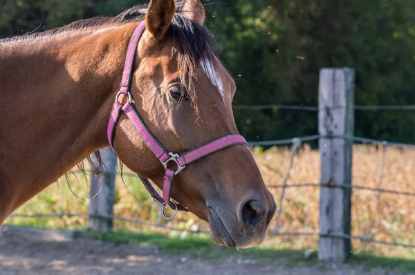 Retrato de caballo — Foto de Stock