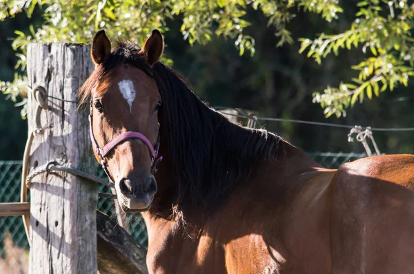 Retrato de caballo — Foto de Stock