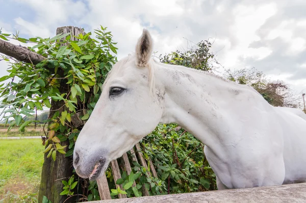 Portrett av en hest – stockfoto