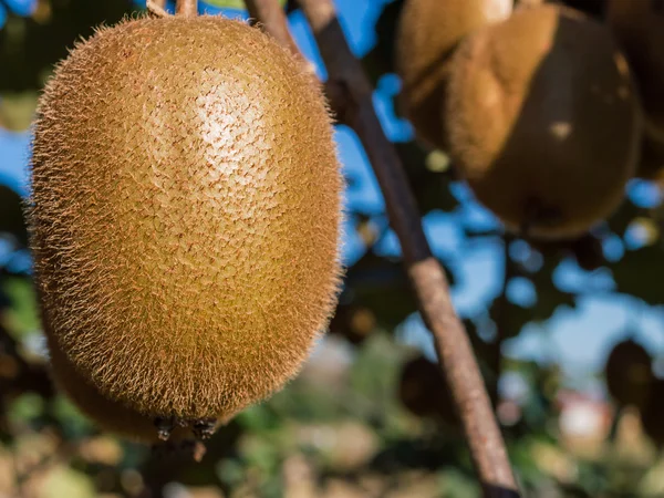 Kiwi fruit — Stock Photo, Image