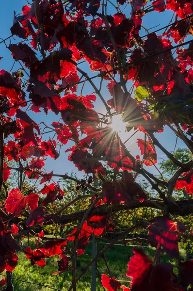 Kleuren van de herfst — Stockfoto