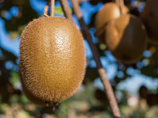 Kiwi fruit — Stock Photo, Image