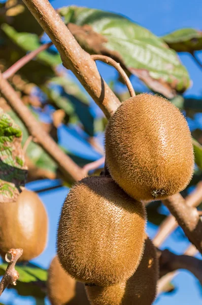 Two kiwi fruits — Stock Photo, Image