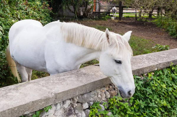 Portrett av en hest – stockfoto