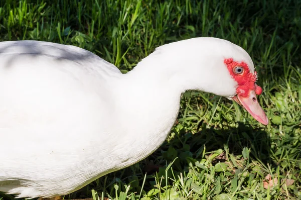 Retrato de um pato almiscarado — Fotografia de Stock