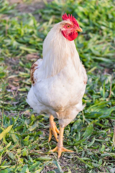 Kohout bílý — Stock fotografie