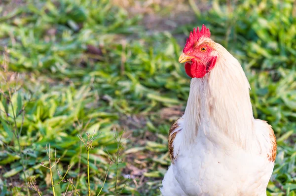 Vit tupp — Stockfoto