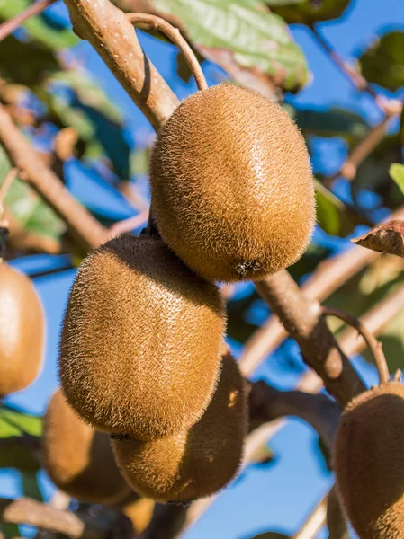 Two kiwi fruits — Stock Photo, Image