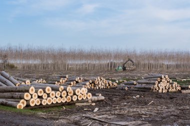 günlükleri ve woodpiles için Vinçler