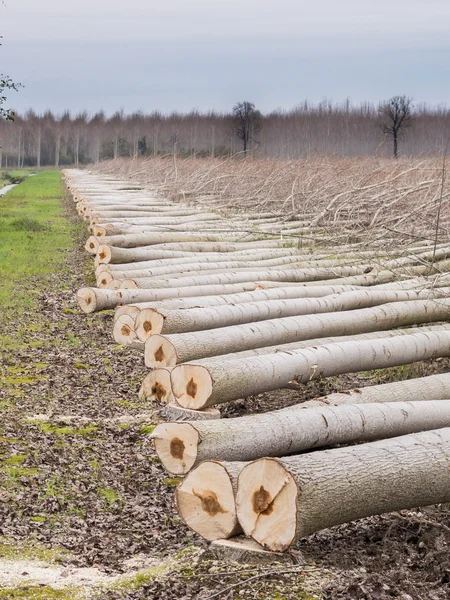 Вырубка деревьев, тополя — стоковое фото