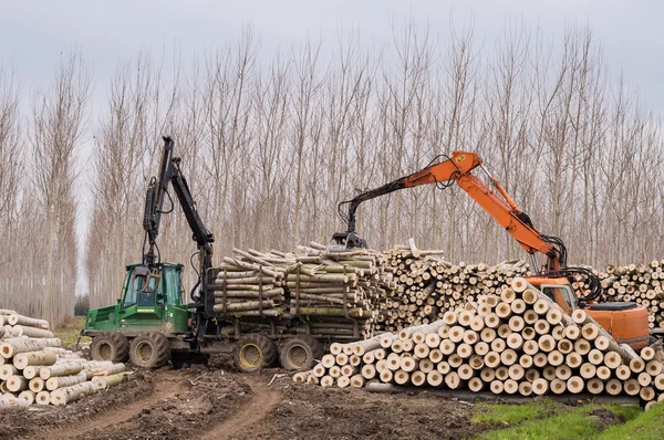 Γερανοί για αρχεία καταγραφής και woodpiles — Φωτογραφία Αρχείου