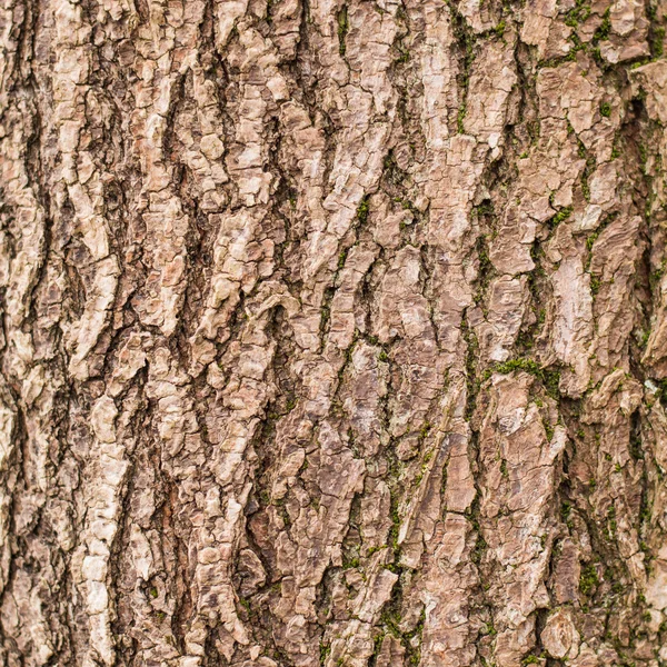 Corteccia d'albero — Foto Stock