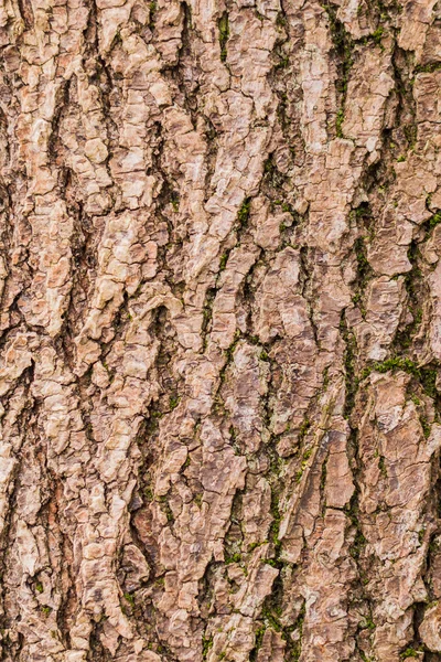 Corteccia d'albero — Foto Stock