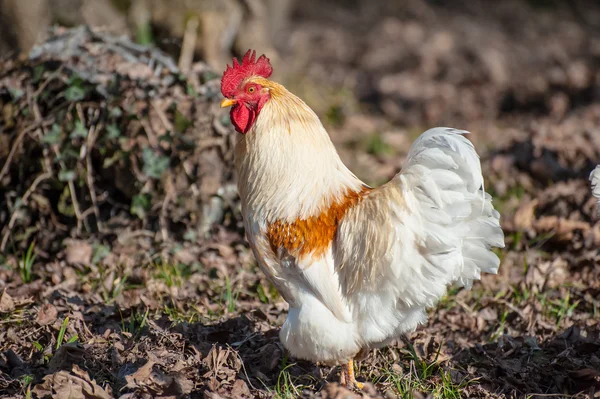 Vit tupp — Stockfoto