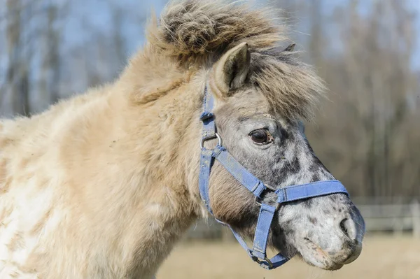 Retrato de caballo pony — Foto de Stock