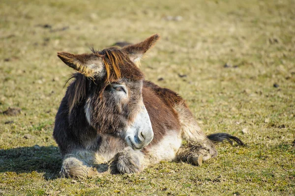 Retrato de un burro — Foto de Stock