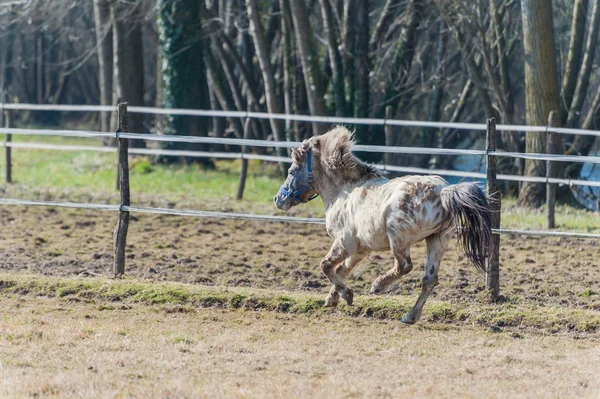 En ponni som galopperer i sola – stockfoto