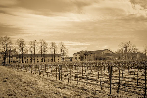 Vintage effect. Agrarische landschap met wijngaard. — Stockfoto