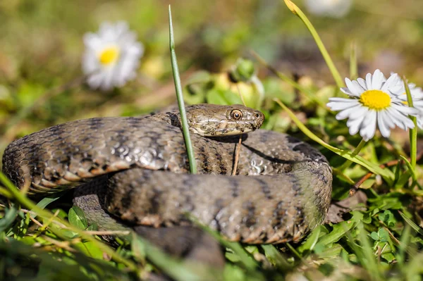 Schlange, Viper — Stockfoto