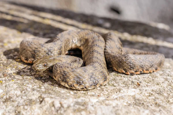 Schlange, Viper — Stockfoto