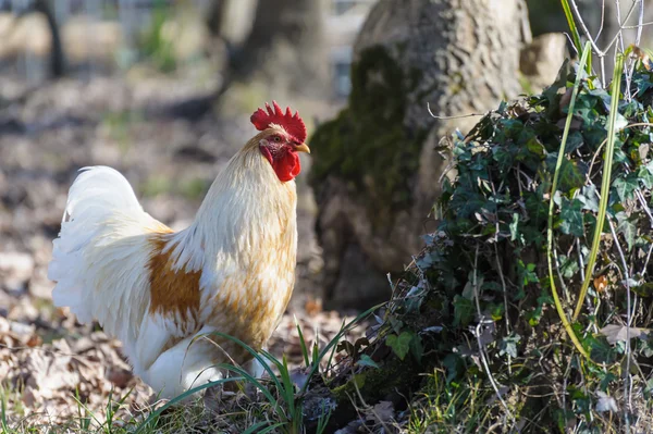 Vit tupp — Stockfoto