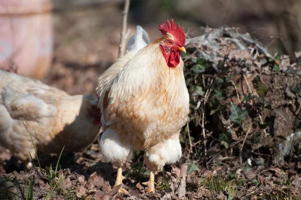 Vit tupp — Stockfoto