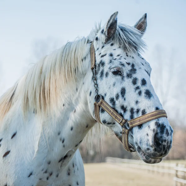 Retrato de caballo — Foto de Stock