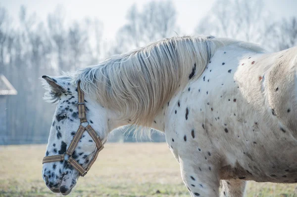 Retrato de caballo — Foto de Stock