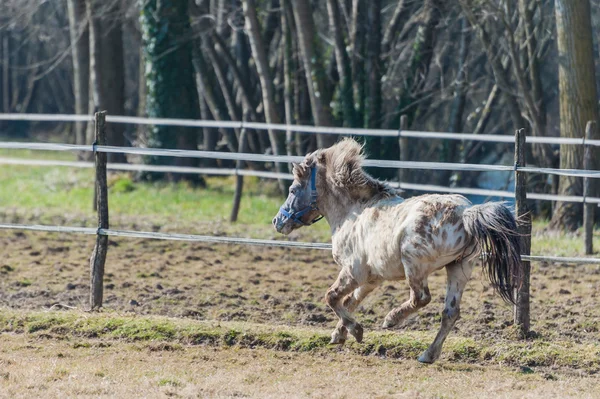 En ponni som galopperer i sola – stockfoto