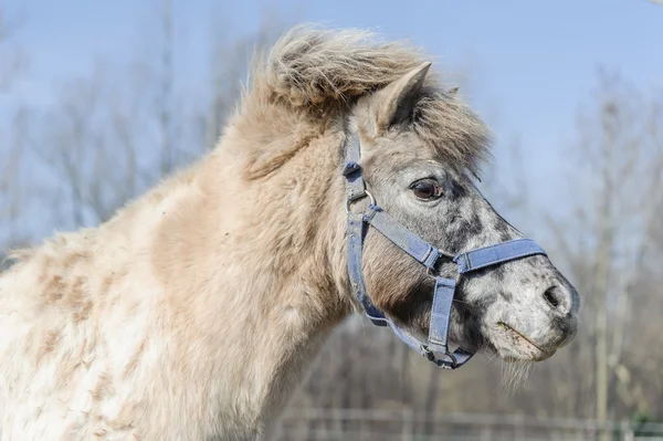 Portret koń kucyk — Zdjęcie stockowe