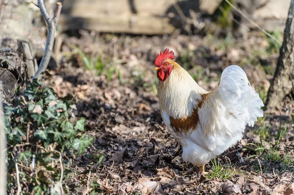 Vit tupp — Stockfoto