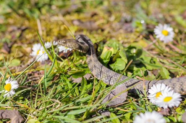 Schlange, Viper — Stockfoto