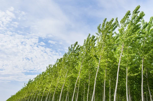 Bosque de álamo — Foto de Stock