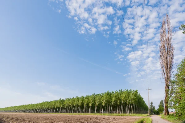 Bosque de álamo — Foto de Stock