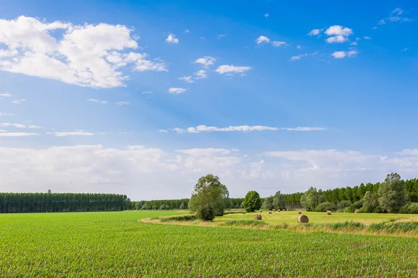 Agrarlandschaft — Stockfoto