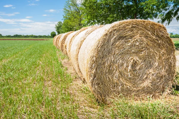 Hay bales in row. — Stock Photo, Image