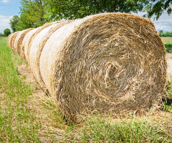 Hay bales in row. — Stock Photo, Image