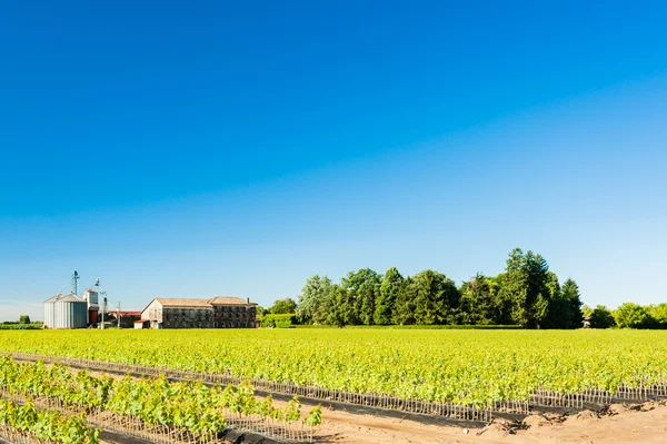 Field of rooted grafts of vine — Stock Photo, Image