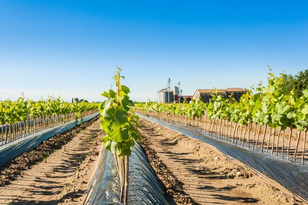 Fältet av rotade ympkvistar av vin — Stockfoto