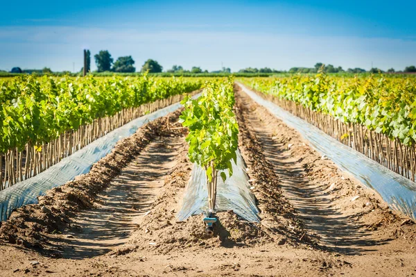 Campo di innesti radicati di vite — Foto Stock