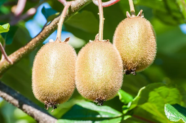 Bunch of kiwi — Stock Photo, Image