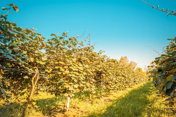 Árbol Kiwi — Foto de Stock