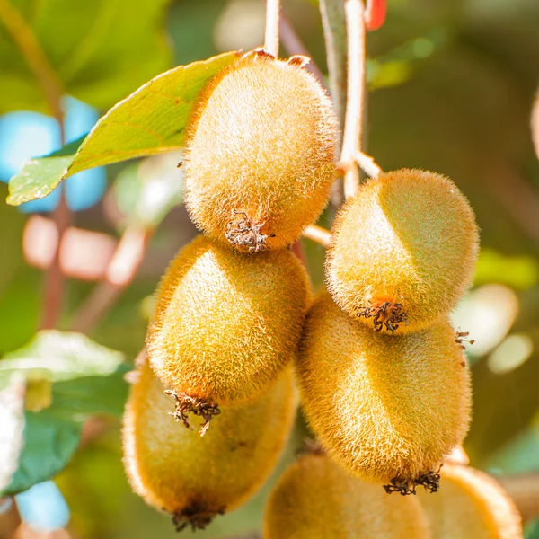 Bunch of kiwi — Stock Photo, Image