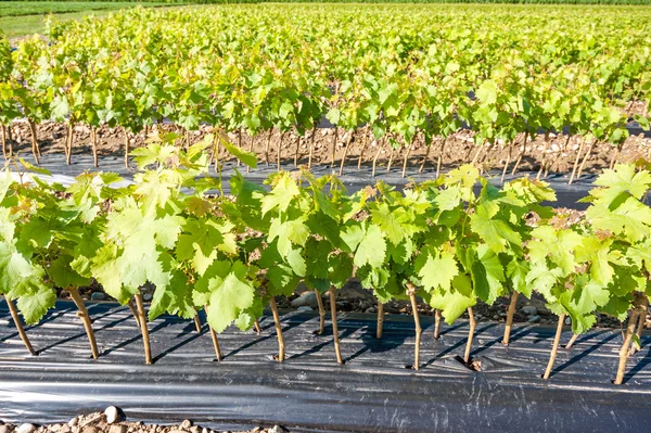 Field of rooted grafts of vine — Stock Photo, Image