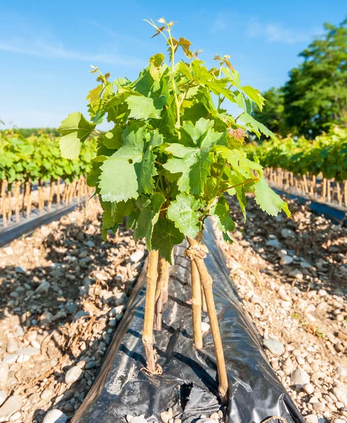 Field of rooted grafts of vine — Stock Photo, Image