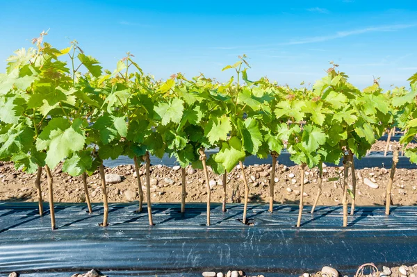Field of rooted grafts of vine — Stock Photo, Image