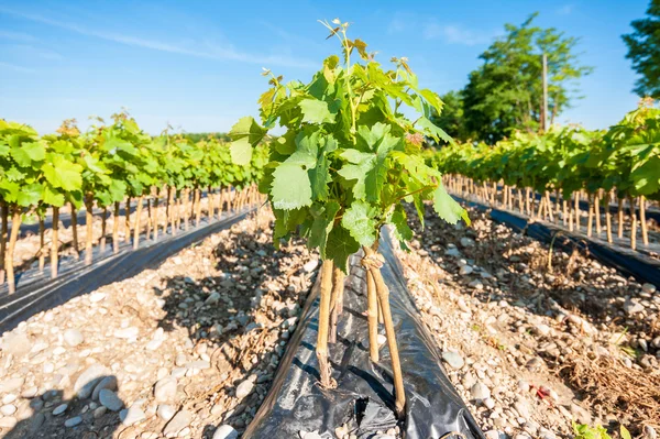 Field of rooted grafts of vine — Stock Photo, Image