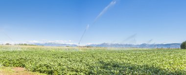 Soybean field irrigated clipart