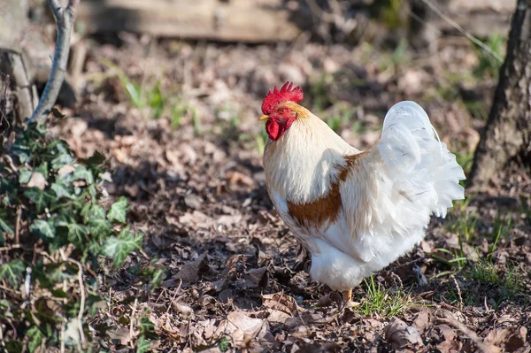 Vit tupp — Stockfoto