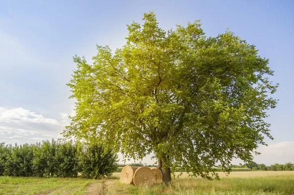 Mezőgazdasági táj — Stock Fotó